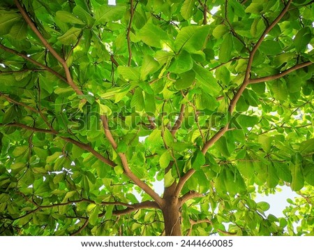 Magnolia obovata, the Japanese cucumber tree, Japanese bigleaf magnolia, or Japanese whitebark magnolia, is a species of Magnolia,