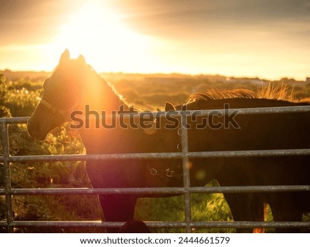 Two dark horses standing by a metal gate at sunset. Green field in the background. Selective focus. Light and airy mood. Beautiful animals in nature setting.