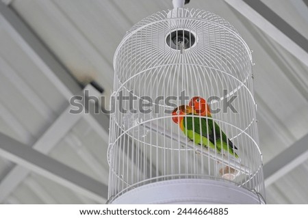 a pair of love birds in a cage