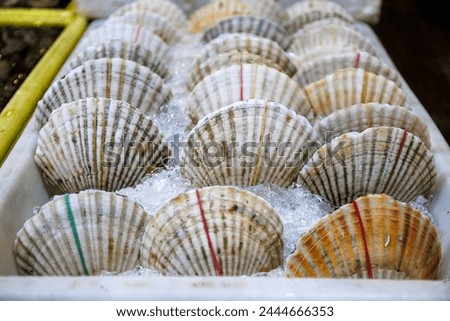 fresh scallop or Hotate on ice sale in seafood market Royalty-Free Stock Photo #2444666353