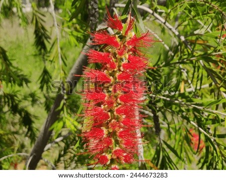 Stiff bottle brush plant with beautiful flowers and green leaves standing in a garden 