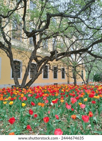A picture of tulips under a magnolia tree.