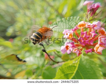 the macro photography of nature. a bee sucking a flower. a honey bee