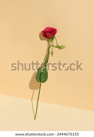 Creative idea blooming red lisianthus with buds. Red wine, bloom flowers, shadows and sunny day. Minimal concept on pastel beige background..