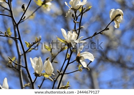 White magnolia flowers against a blue sky in spring