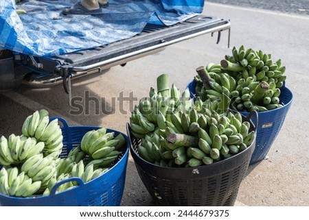 Selective focus green bananas in a blue basket Many bananas from the orchards are sent to merchants who buy bananas for the fruit market. Sometimes bananas are sent as food to elephant farms.