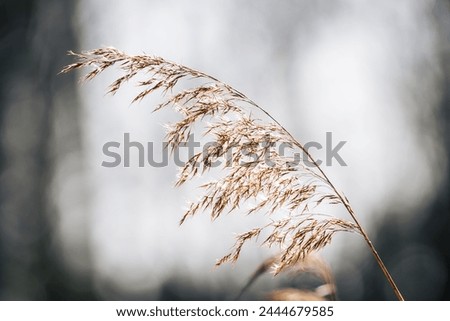 Flowering reeds backlit by the sun