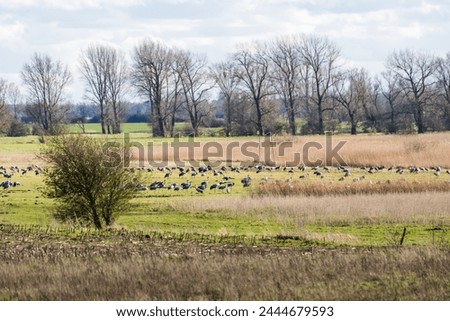 Flock of cranes resting on a meadow in northern Germany