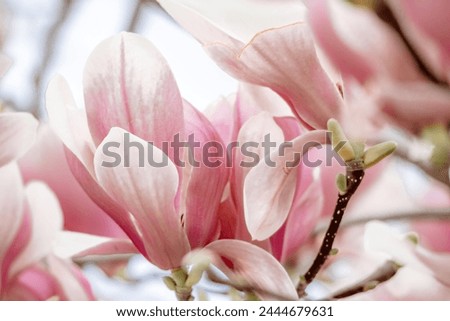 Magnolia Sulanjana flowers with petals in the spring season. beautiful pink magnolia flowers in spring, selective focusing.