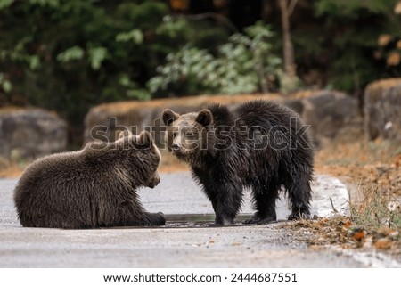 Two brown bears cubs playing in the water wildlife photography