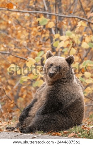 Beautiful brown bear in the forest during autumn wildlife photography