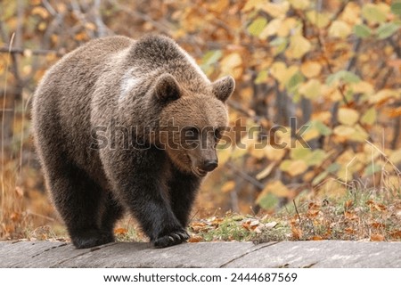 Beautiful brown bear in the forest during autumn wildlife photography