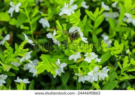 Closeup beautiful Cuphea hyssopifolia or false heather, Mexican heather, Hawaiian heather or elfin herb . Cuphea hyssopifolia with flying bees in the tropical garden Royalty-Free Stock Photo #2444690863