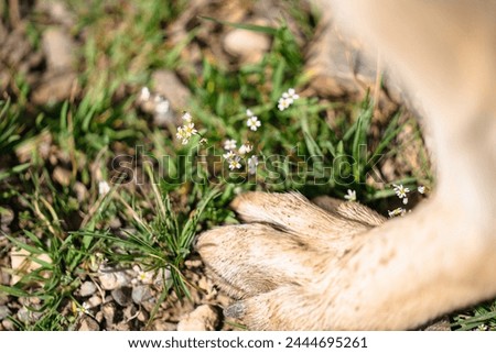 Close up of cute dog dirty paw feet, pet's paw with white wool stay on a green grass ground, domestic animal picture for some shelter, copy space 
