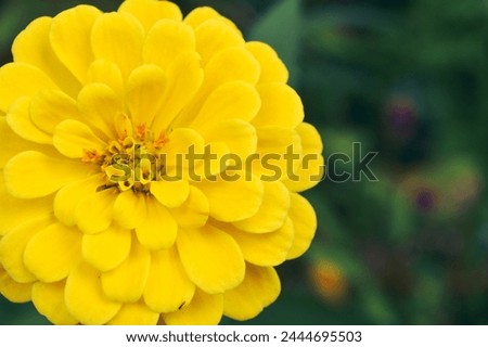 Yellow Zinnia elegans, photo of flowers with spring color, is one of the most famous annual flowering plants of the genus Zinia. Royalty-Free Stock Photo #2444695503