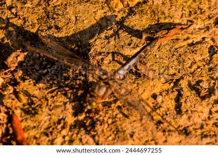 Photo Picture of a Dragonfly Anax imperator