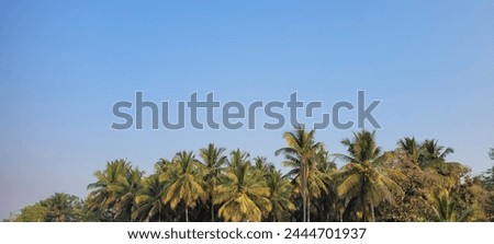 Palm leaves with sky as background shot in Bangalore, India