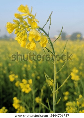 Rapeseed, also known as canola in its edible form, is a bright yellow flowering plant that belongs to the mustard or cabbage family. It's cultivated for its oil-rich seeds, which are used for cooking  Royalty-Free Stock Photo #2444706737