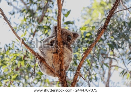 Koala (Phascolarctos cinereus) is a herbivorous and arboreal marsupial mammal native to Australia.