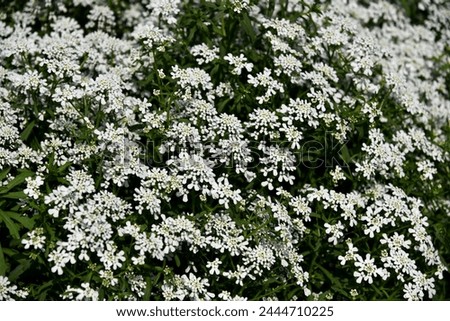 white candy tuft flower bed
