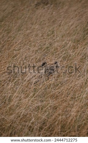 Rested hyena hidden in the grass