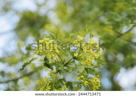 Yellow flowers of Acer truncatum Bunge blooming in springtime Royalty-Free Stock Photo #2444713471