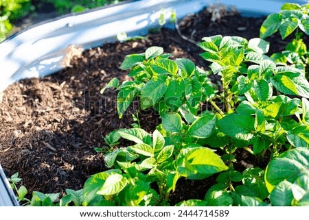 Round corner of corrugated metal raised garden beds with potato plants growing on rich compost soil, early morning light at backyard garden in Dallas, Texas, homegrown potatoes, urban gardening. USA