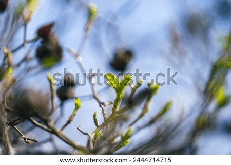 Close up of rosehip bush with fresh green leaves against blu sky in bright sunny day, april floral nature in early spring, selective focus