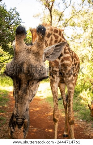 A  giraffe eating in a reserve.