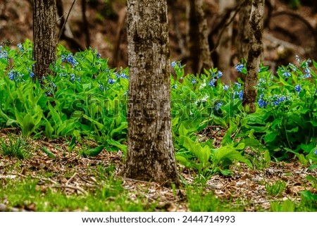 Virginia Bluebells carpet the forest floor in Webster County, West Virginia, USA Royalty-Free Stock Photo #2444714993