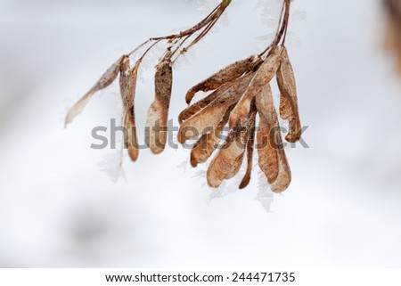 Branches and leaves full of hoarfrost with natural background