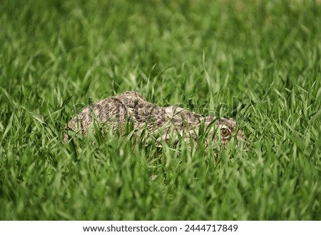 Adult hare hiding in a wheat field, crouched to the ground, ready to run Royalty-Free Stock Photo #2444717849