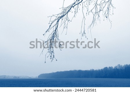 In the foreground of the bare twigs of the tree, in the background field with trees, foggy landscape, cold weather, blue horizon, natural background for text, outdoor, white and blue photo