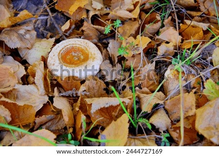 Mushrooms grow in the forest. White mushrooms. Chanterelle. Truffle. Oil. Oyster mushroom (Pleurotus ostreatus). Birch mushroom. Macro close up. Healthy eating and medicine. Postal machine.