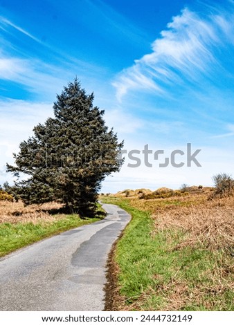 Conifer tree next to a winding patched road with sky and grass verge - Curracloe, Co. Wexford, Ireland Royalty-Free Stock Photo #2444732149