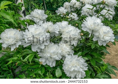Decorative white peony flowers blooming in the garden.