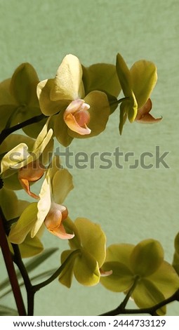 orchid on a green background beautiful picture yellow flowers abstraction background