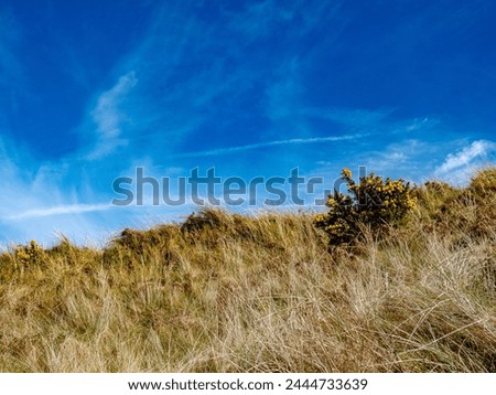 Gorse bush and dune sand with a blue sky and wispy clouds Royalty-Free Stock Photo #2444733639