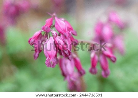 Close-up photo of pink decorative garden flower (Lamprocapnos spectabilis) with green blurred backgroud 