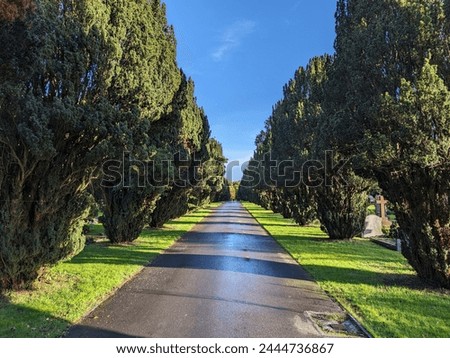 View of a tree lined avenue road through beautiful leafy countryside Royalty-Free Stock Photo #2444736867
