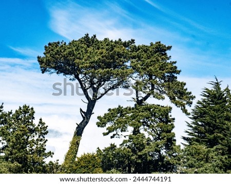 Large Conifer Tree against a blue sky and clouds Royalty-Free Stock Photo #2444744191