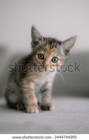 A kitten is sitting on a couch with its head tilted to the side. The kitten has a curious and playful expression on its face Royalty-Free Stock Photo #2444744305