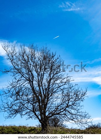 a large tree in springtime against a blue sky with wispy clouds and a plane flying over Royalty-Free Stock Photo #2444745585