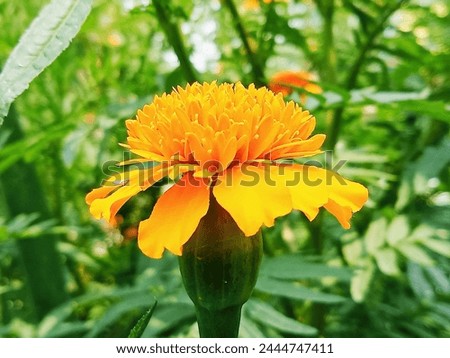Beautiful colored marigolds bloom in the sunlight.
