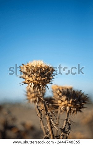 close up of dried thistles against a blue sky