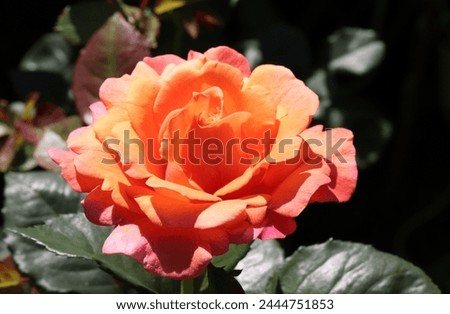 Orange, pink and apricot color Floribunda Rose Easy Does It flowers in a garden in June 2023