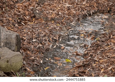 A trampled autumn footpath among dry leaves and stones Royalty-Free Stock Photo #2444751885