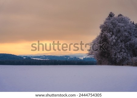 winter, snow, landscape, nature, hike, walk, outdoors, winter wonderland