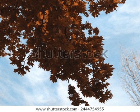 Maple tree low angle leaves picture natural beautiful cloudy blue sky.