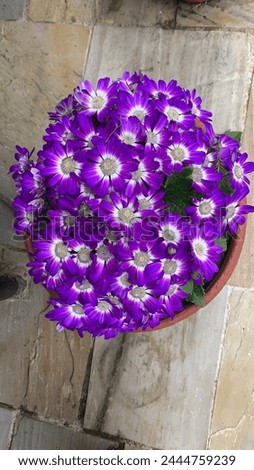 Beautifully Blooming Cineraria flowers -  Cineraria is a genus of flowering plants in the sunflower family, native primarily to southern Africa with a few species farther north.
